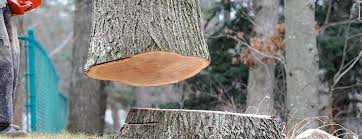 Best Tree Health Inspection  in Tlassee, AL